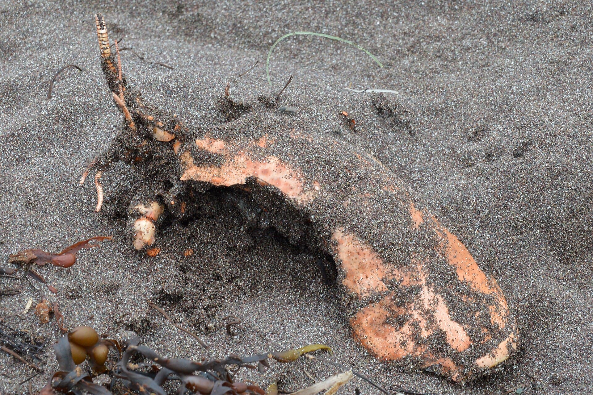 Classic 2-Lobster Box